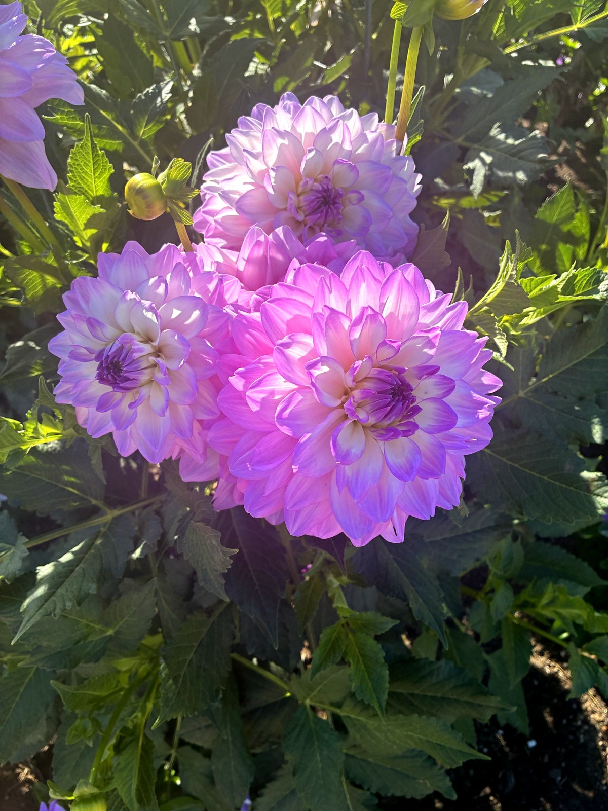 Three lavender and pink dahlia blooms with purple centers among green leaves