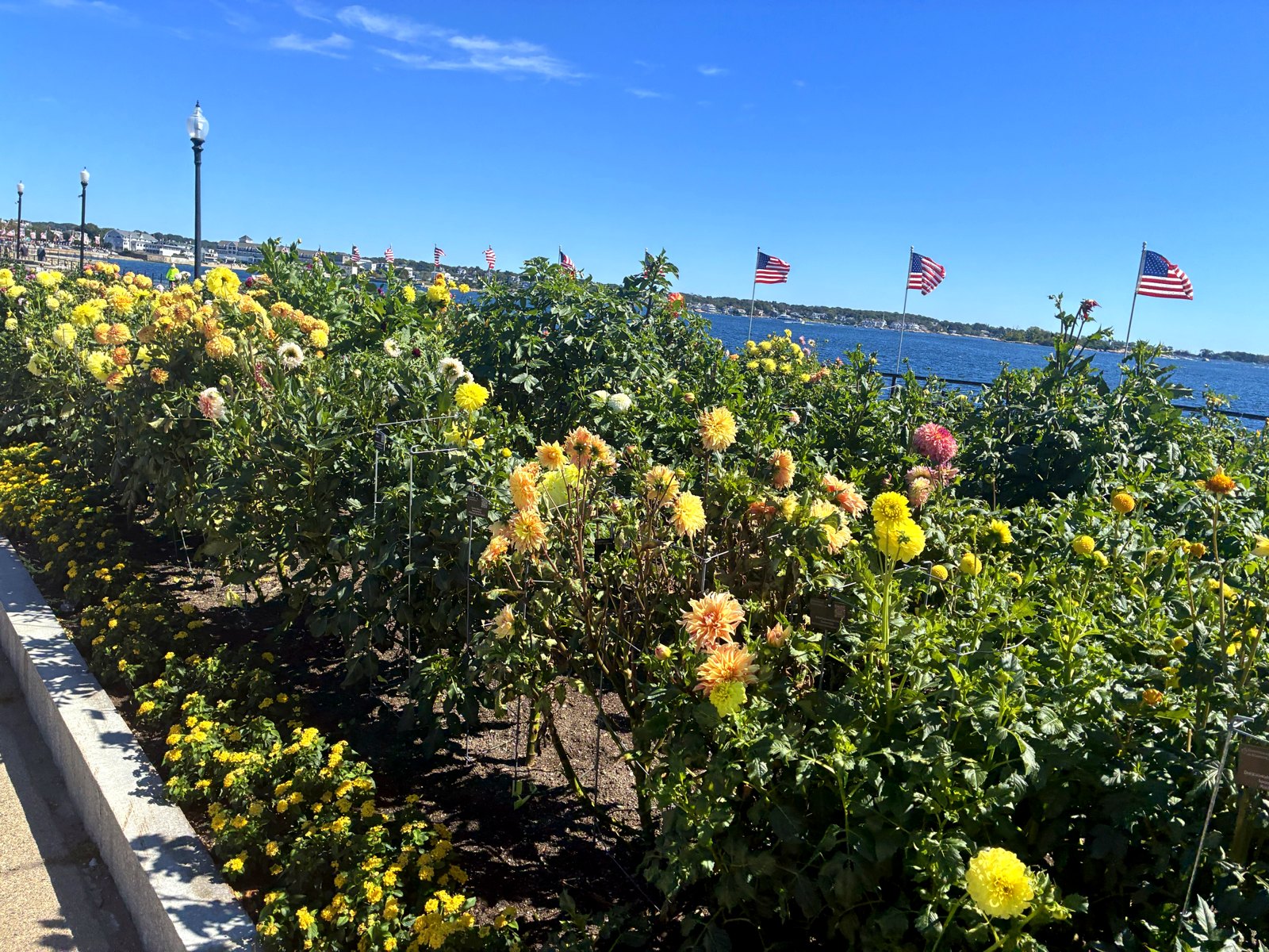 Yellow and gold dahlias fill a raised bed beside the Stacy Boulevard walkway, with American flags and Gloucester Harbor behind them