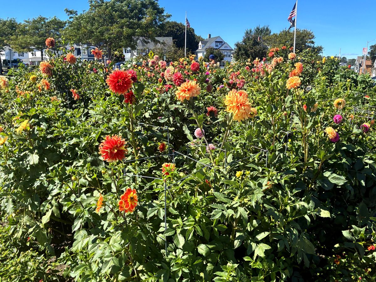 Orange, red and pink dahlias fill a garden bed on Stacy Boulevard under a blue sky, with houses and an American flag behind them
