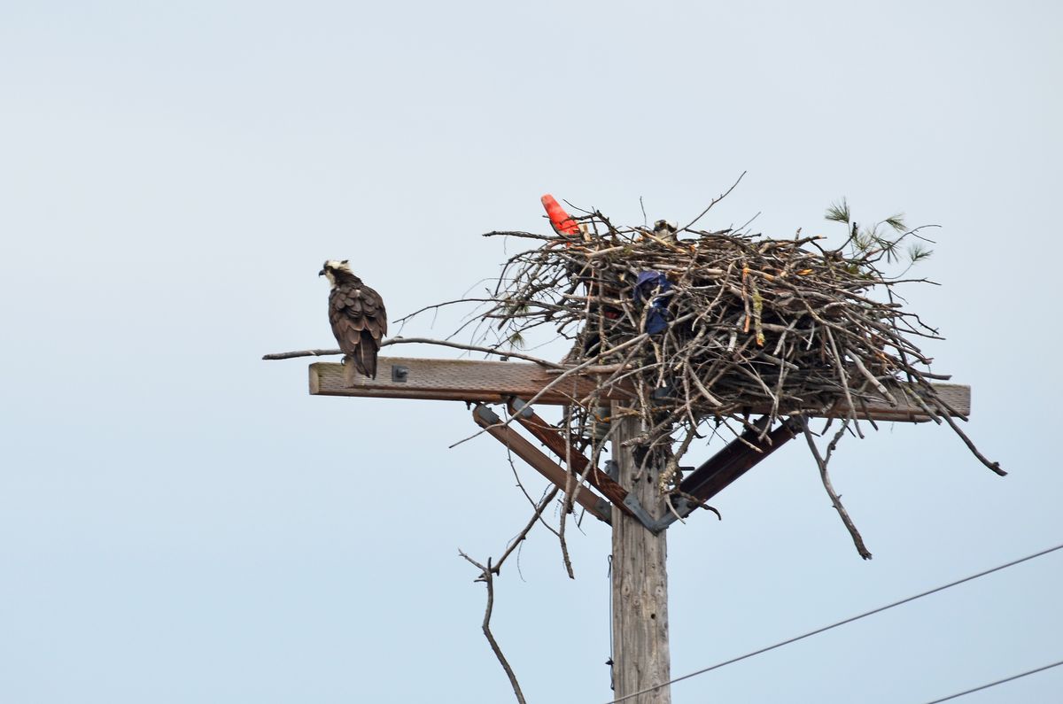 An osprey perches on the crossarm of a utility pole next to a large stick nest